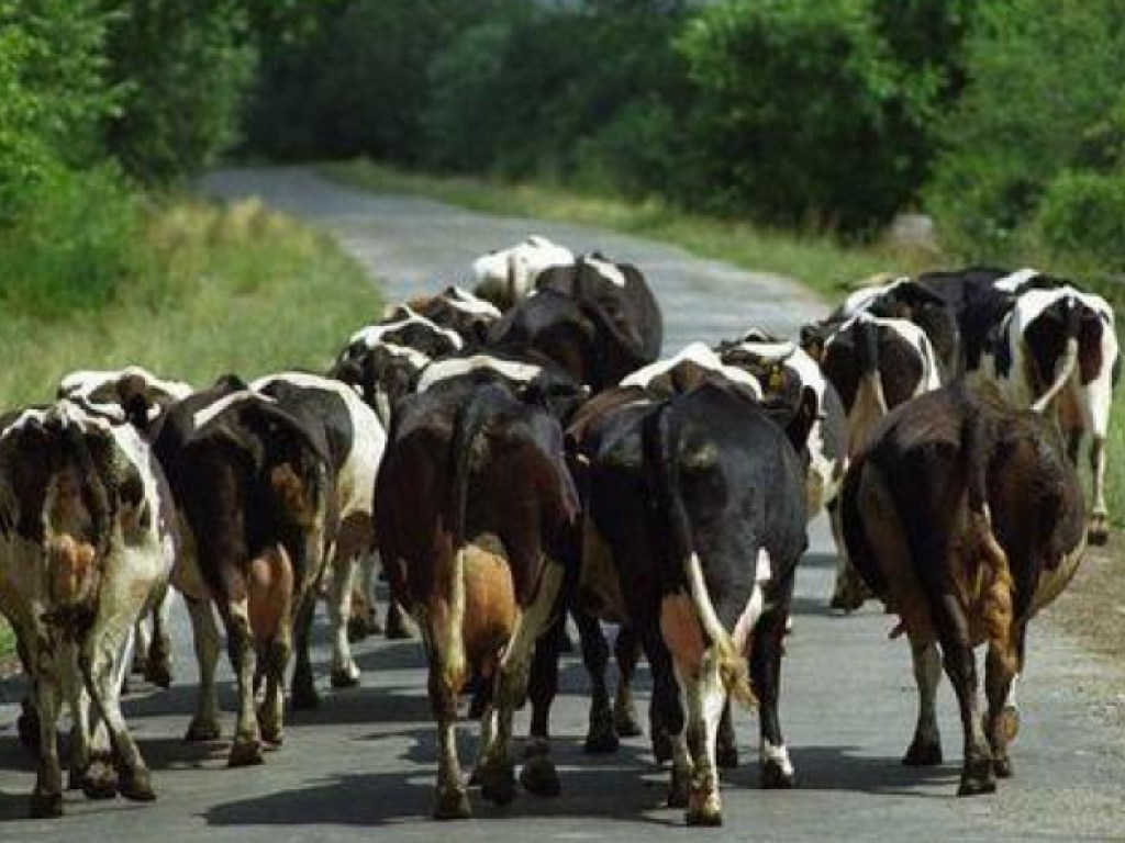 Стадо украинских коров сбежало в Беларусь