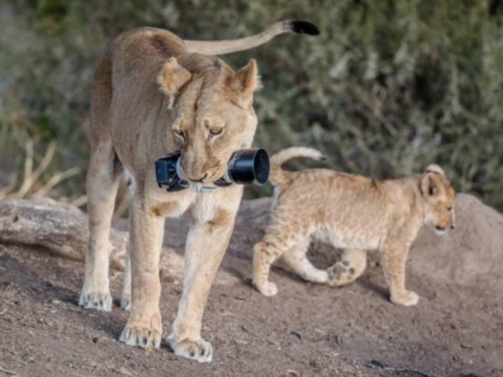 Смелая львица отвоевала камеру у фотографа и «добычу» отдала львятам (ФОТО) 