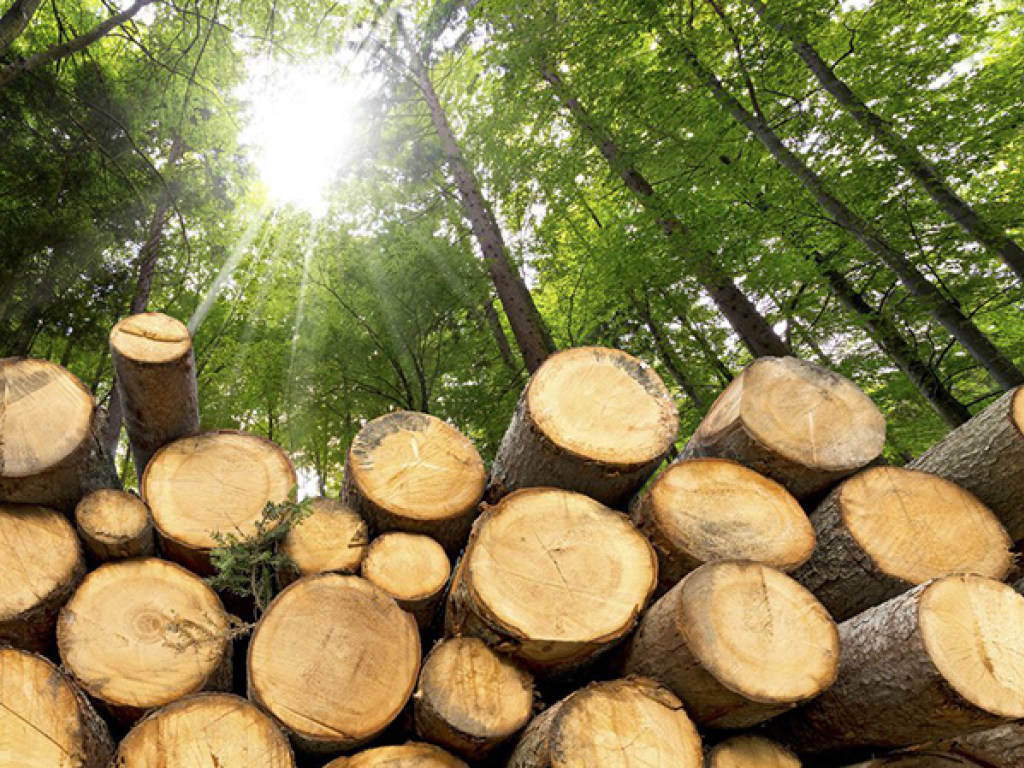 «Дрова» без моратория: Банковая узаконила контрабанду леса в ЕС ради одного миллиарда евро к выборам