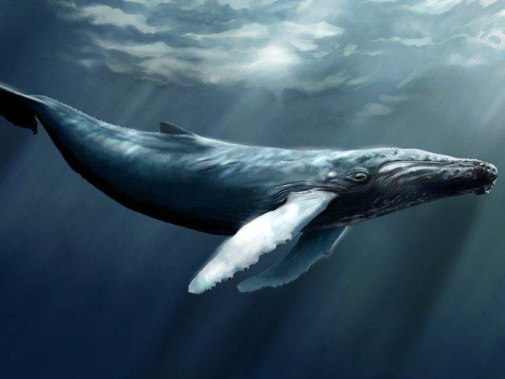 В лондонской реке Темза заметили кита (ВИДЕО)