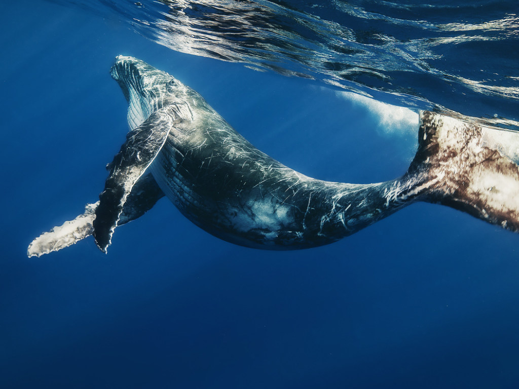 Запутался в сетях: у берегов Австралии спасли детеныша кита (ВИДЕО)
