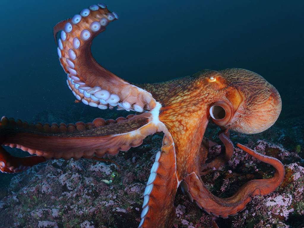 Ученым удалось снять на видео редкого «ушастого» осьминога (ВИДЕО)