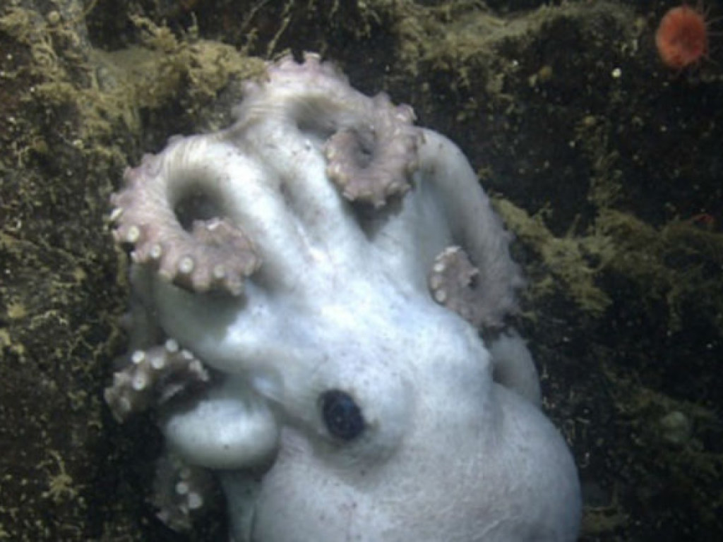 В американском океанариуме самка осьминога родила десять тысяч детенышей (ФОТО)