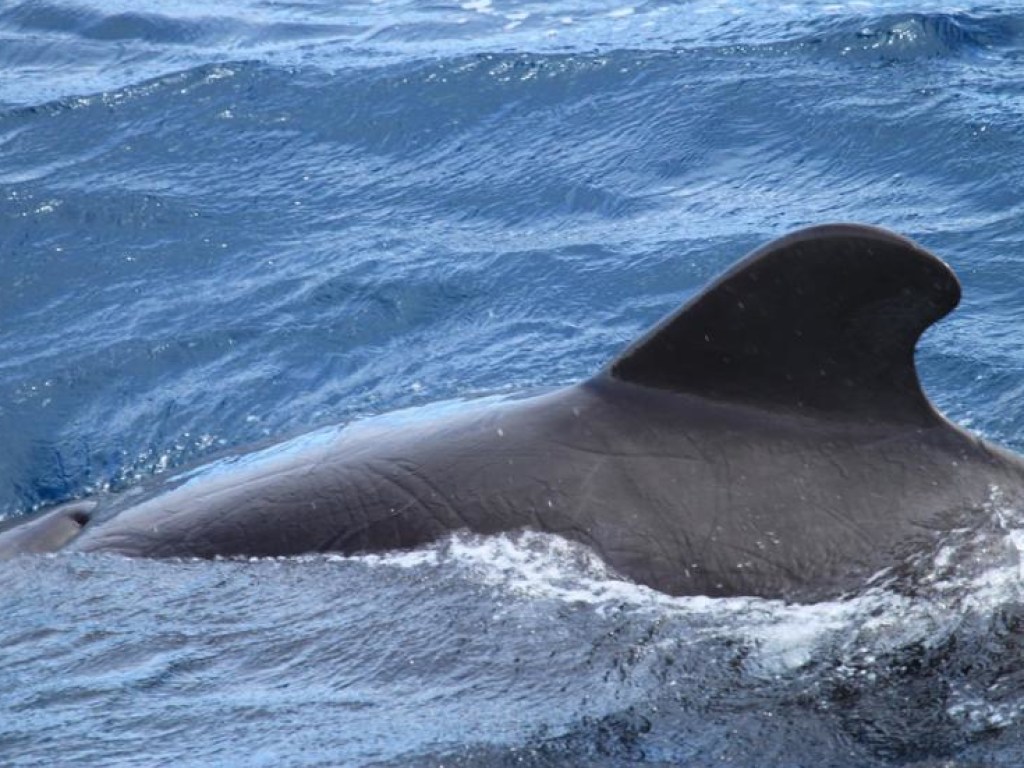 У берегов Камчатки был замечен редкий и малоизученный кит (ФОТО)