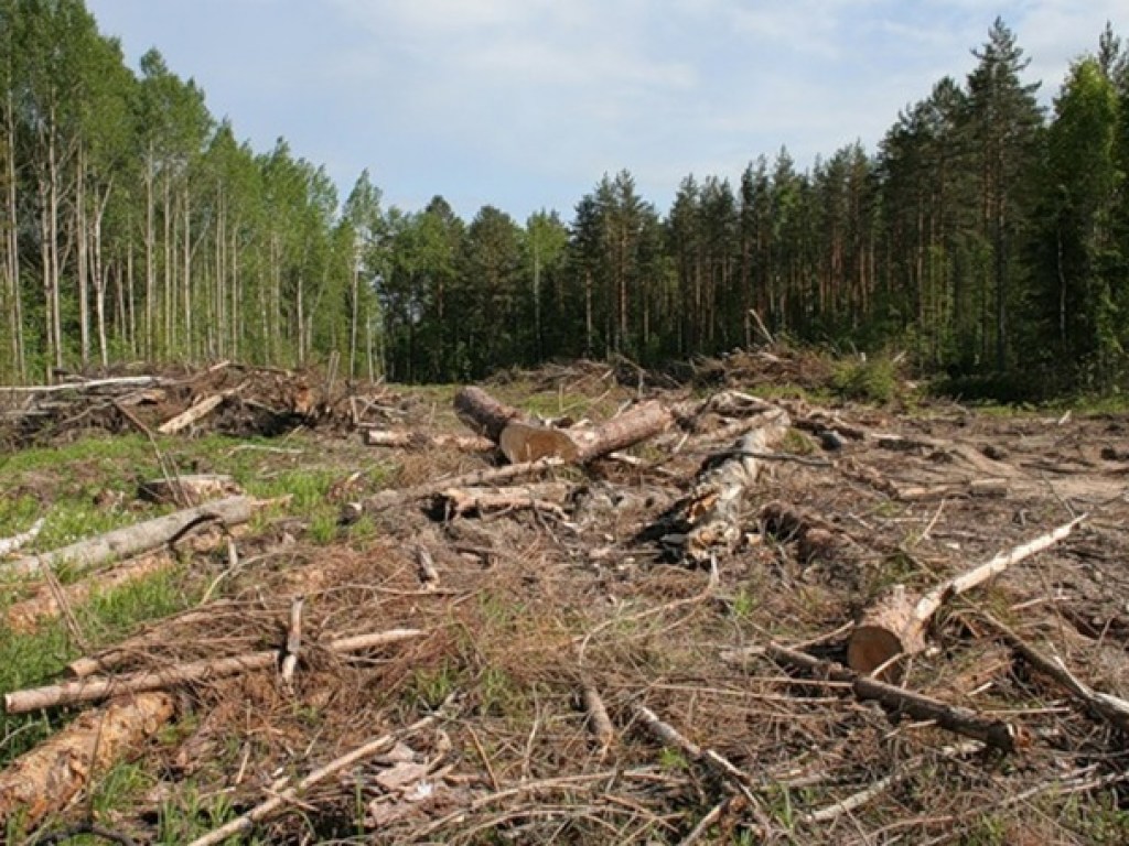 За последние 15 лет в Украине вырубили порядка 800 тысяч гектар леса – эколог