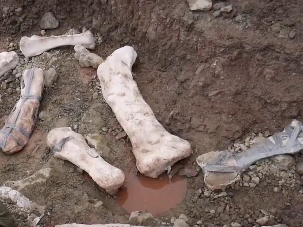 Двое жителей Монголии пытались продать останки динозавра, их задержала полиция