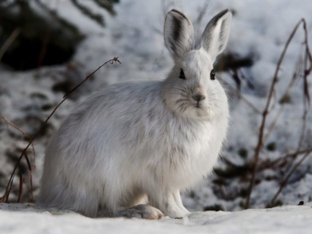 В Канаде обнаружены уникальные зайцы-каннибалы (ВИДЕО)