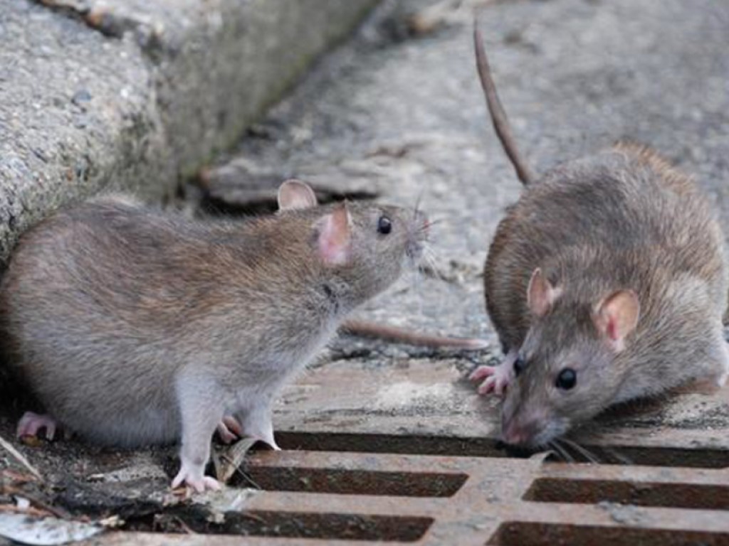 Эпидемиолог: Нашествие крыс &#8211; следствие устранения государства от социальной ответственности