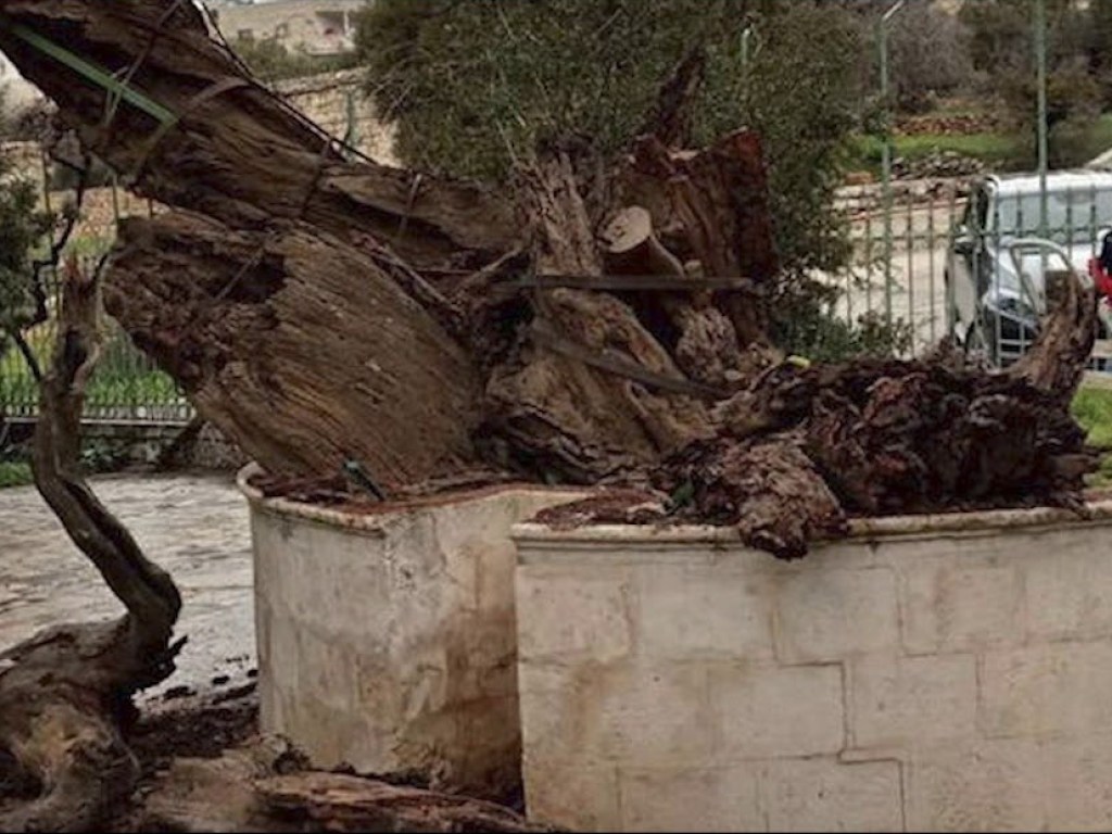 Апокалипсис грядет: В Палестине рухнул дуб Авраама (ВИДЕО)