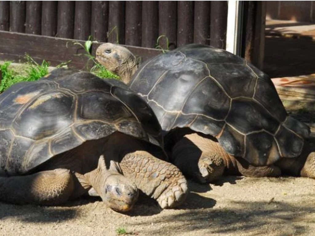 Знаменитые на весь мир черепахи расстались спустя полвека отношений (ФОТО)