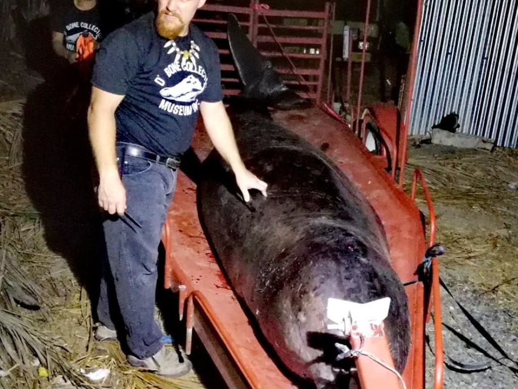 На побережье Филиппин в желудке умершего кита нашли 40 килограммов пластика (ФОТО) 