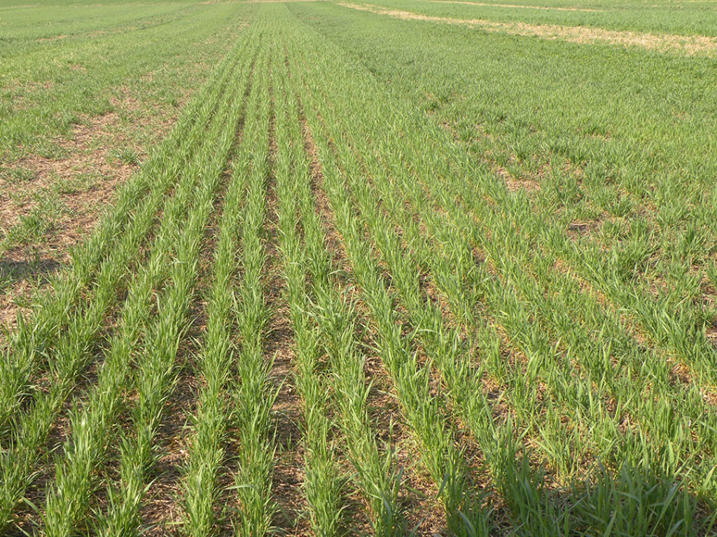 В Украине к концу марта засеяли ранними зерновыми около 40% полей