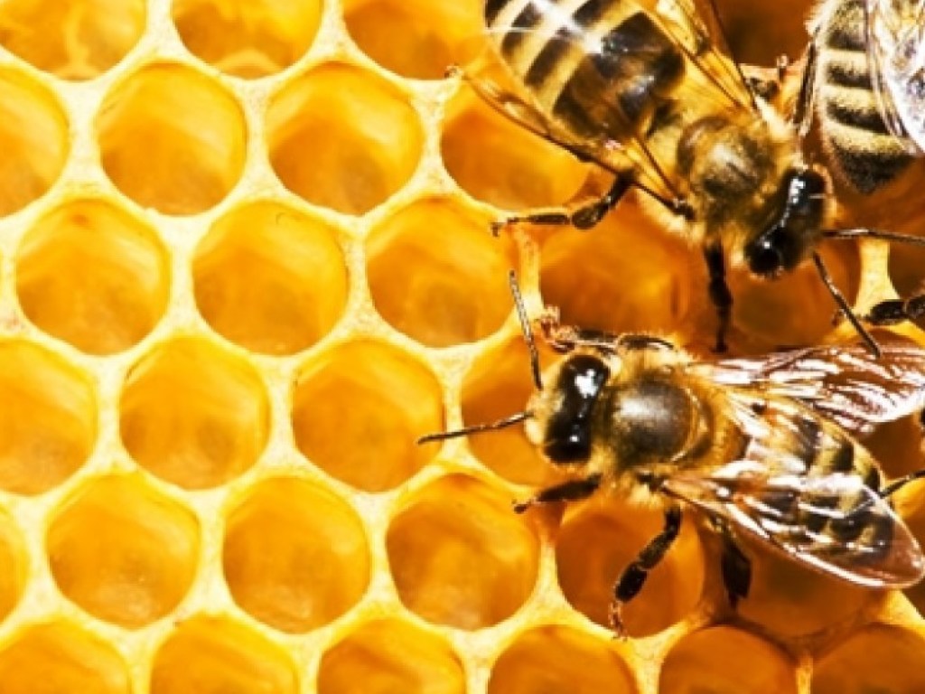 В глазу жительницы Тайваня врачи обнаружили живых пчел (ФОТО, ВИДЕО)