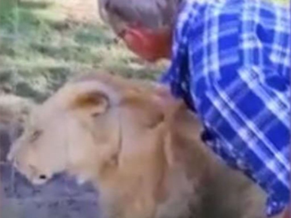 В Африке турист решился погладить львицу и пожалел об этом (ФОТО, ВИДЕО)