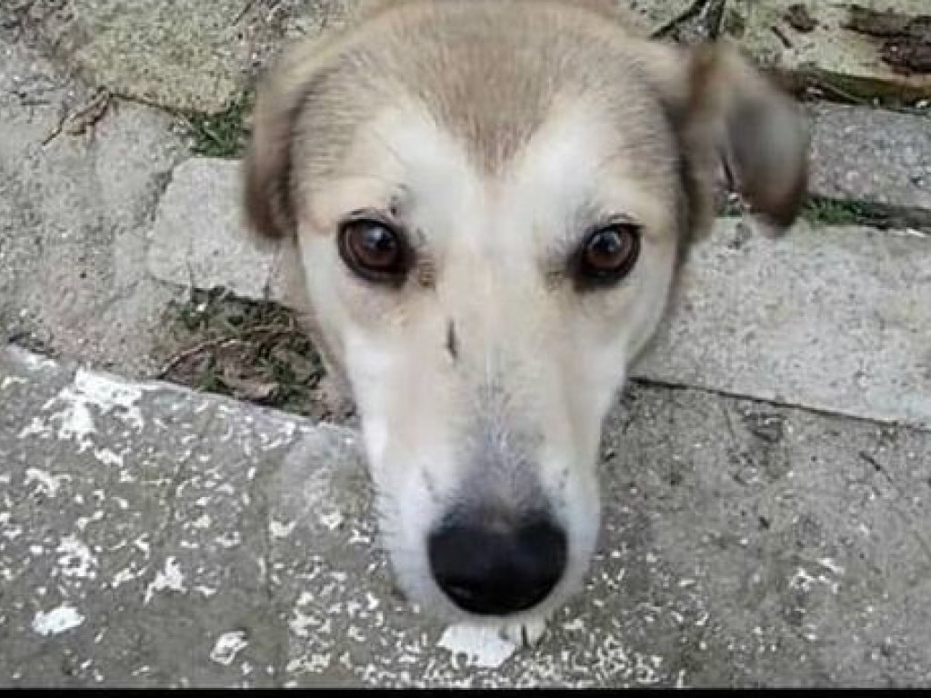 В Николаеве зоозащитников уличили в жестоком обращении с бездомными собаками (ФОТО)