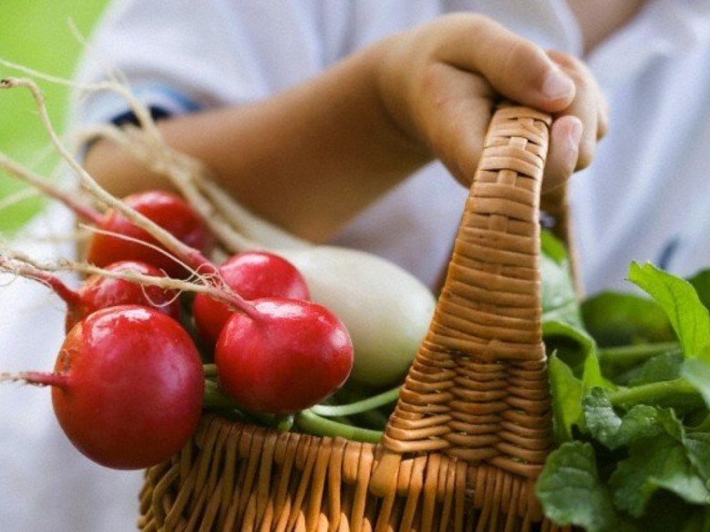 Н. Кильдий: «Не стать жертвой нитратных овощей помогут маленькие порции»