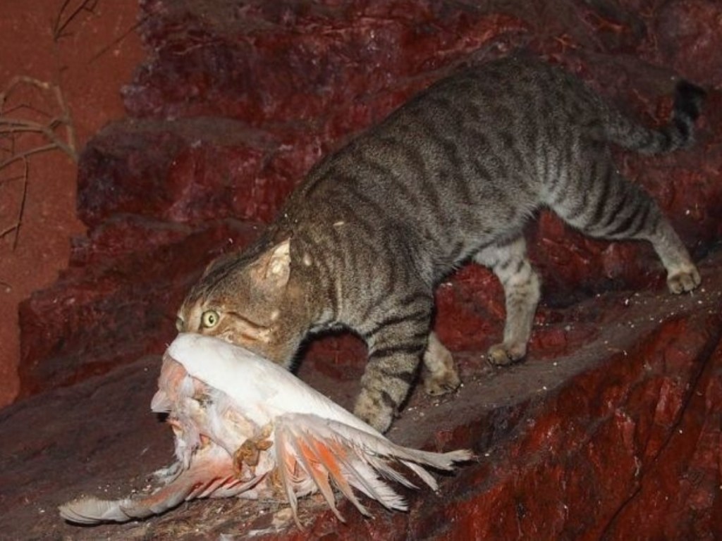 В Австралии власти разрешили уничтожить 2 миллионов диких кошек