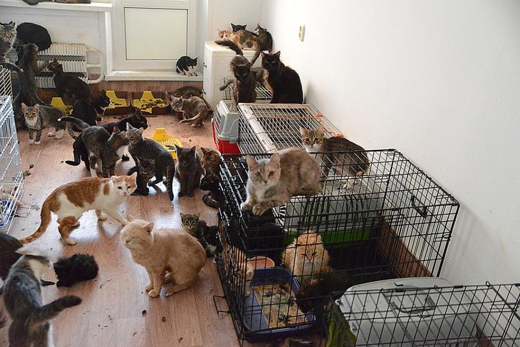 В квартире известного художника обнаружили более 80 кошек. ФОТО