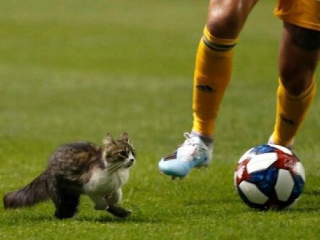 Смешной кот помог футбольной команде не пропустить гол (ФОТО)