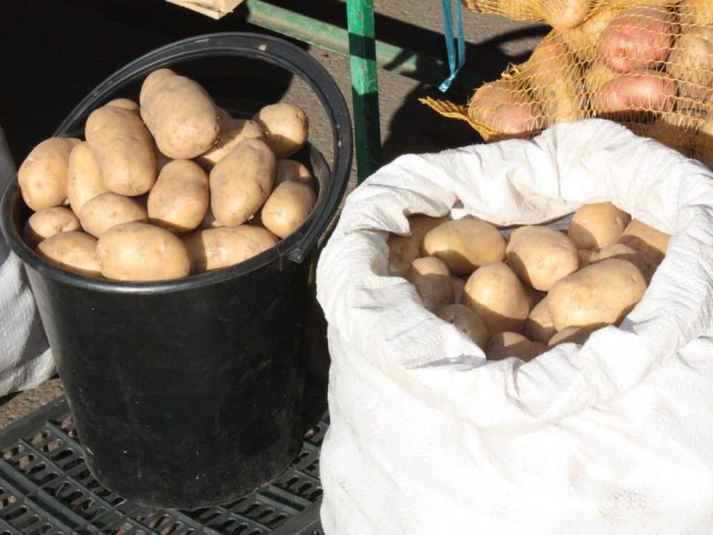 Агроном рекомендует дачникам убрать с грядок засохшую картошку и собрать опавшие яблоки – они опасны
