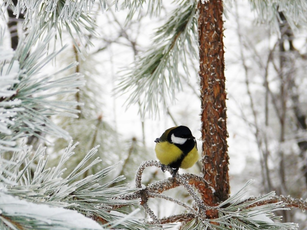 Климатолог: Зима в Украине будет холодной и снежной, а осень &#8211; теплой