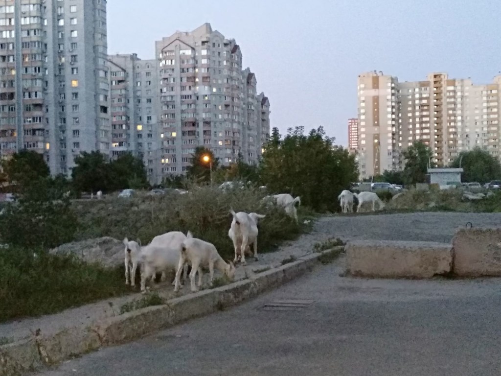 В Киеве у многоэтажек паслись козы (ФОТО)
