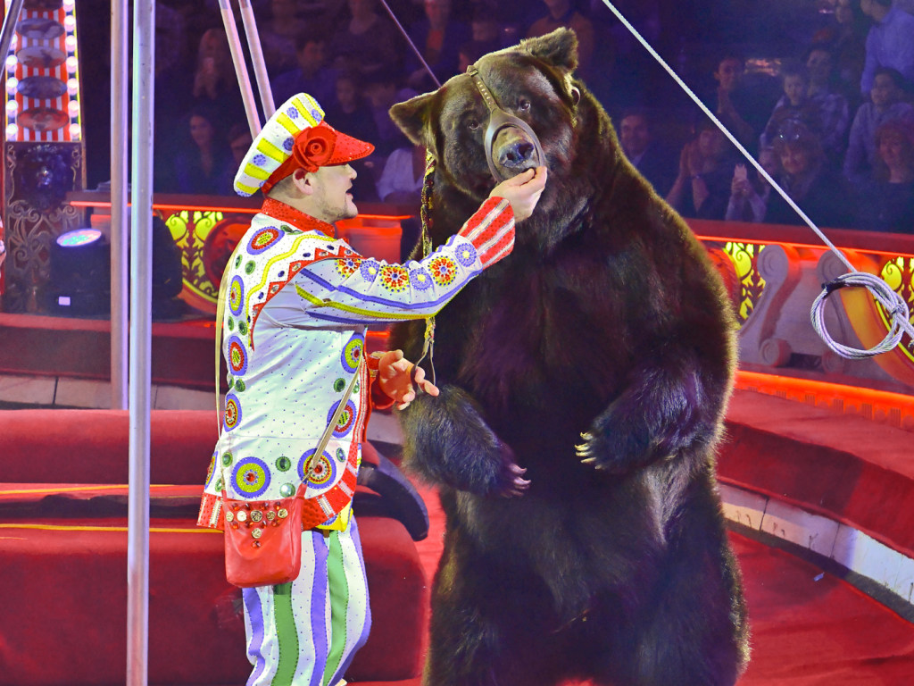 Впервые в Украине: суд запретил стационарному цирку эксплуатировать животных