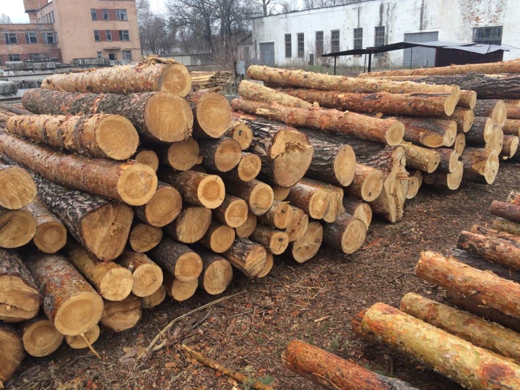 Анонсирована реформа: В Украине отменят мораторий на экспорт леса-кругляка