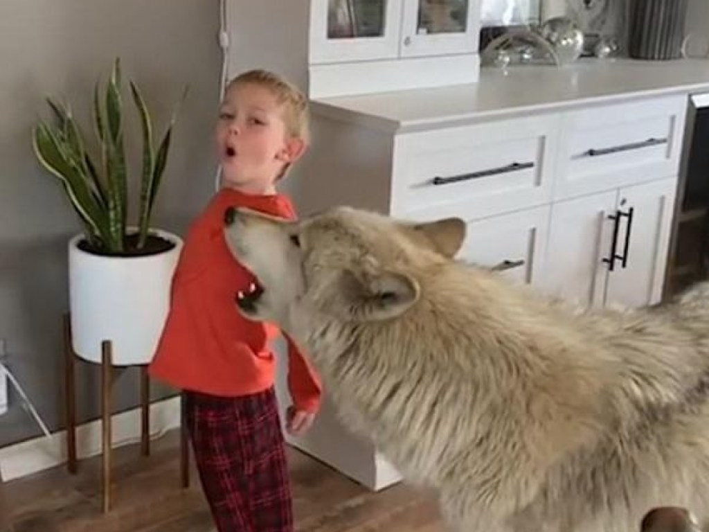 Мальчик запел на «языке»  домашнего волка: появилось ошеломляющее видео