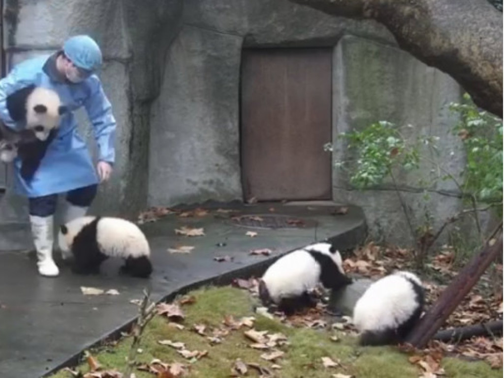 Детеныш панды пытается сбежать из детского сада для своих сверстников (ВИДЕО)