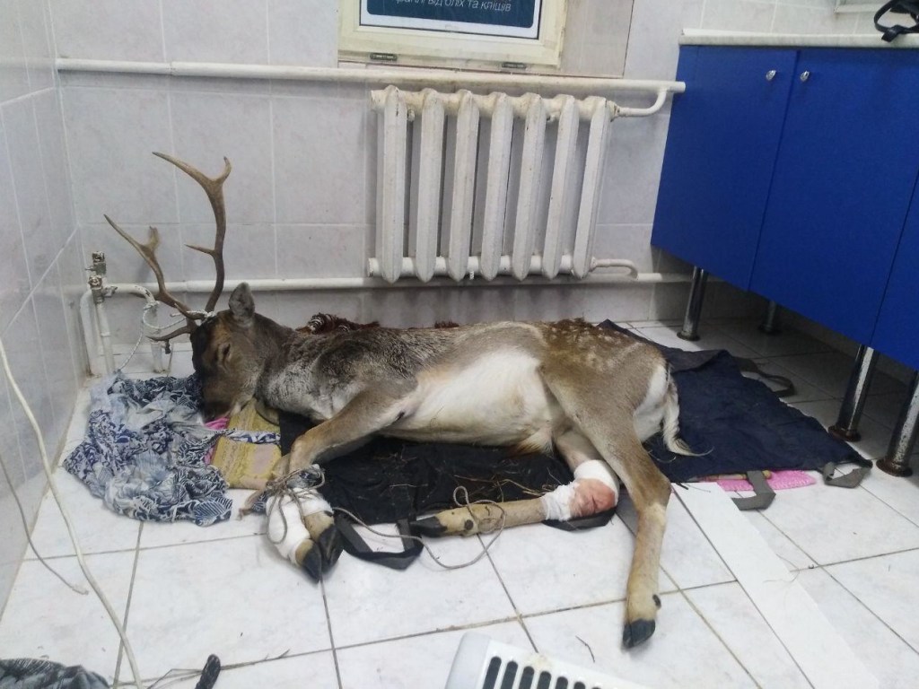 На окраине Вышгорода зоозащитники спасли от смерти лань, сбитую автомобилем (ФОТО)