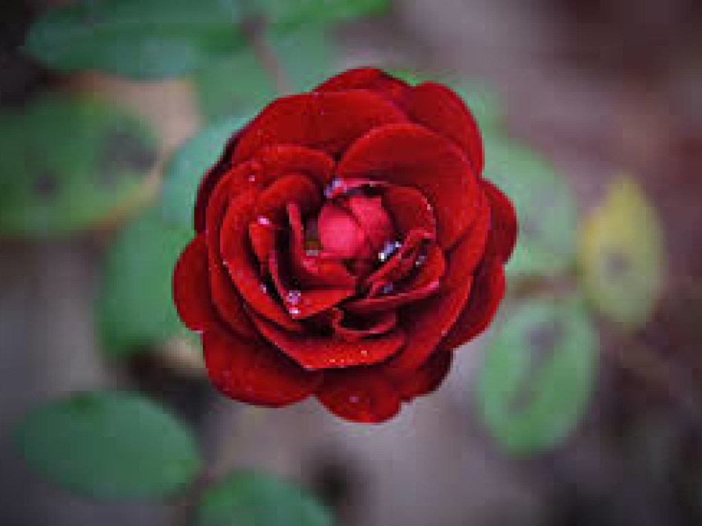 «Королева сада»: правила выращивания кустовых роз