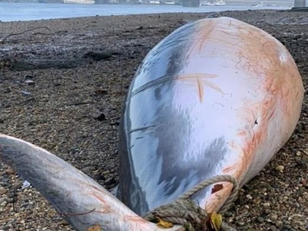 На берег Темзы в Лондоне выбросило огромного кита (ФОТО)