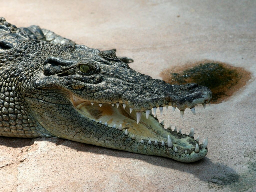 Тело находили по частям: в Малайзии крокодил разорвал рабочего (ВИДЕО)
