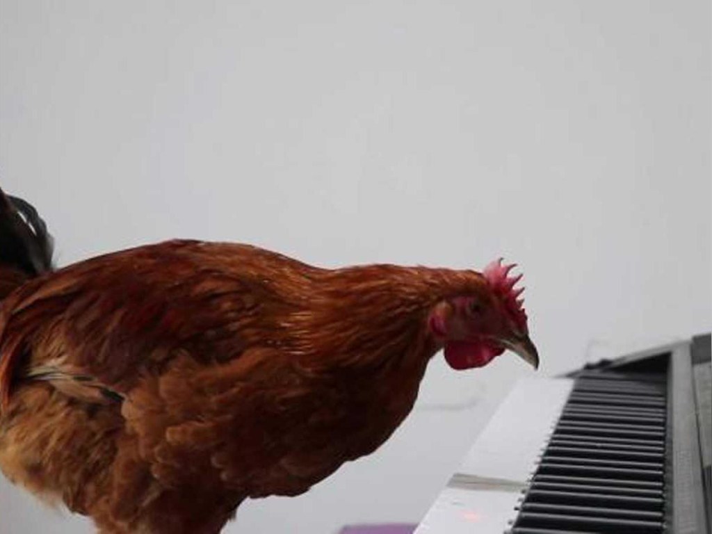 Студент обучил курицу игре на пианино