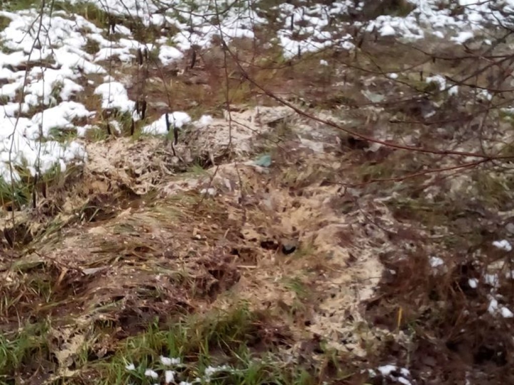 Под Киевом в лесополосе был замечен слив нечистот (ФОТО)