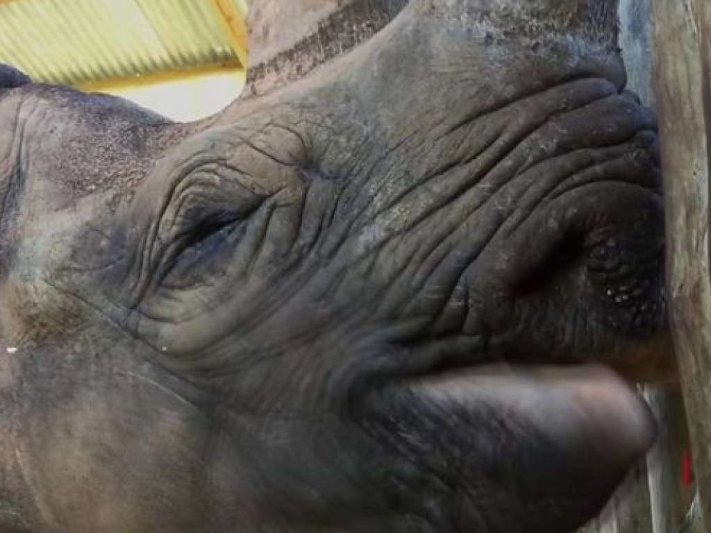  В Африке умер старейший в мире носорог (ФОТО, ВИДЕО)