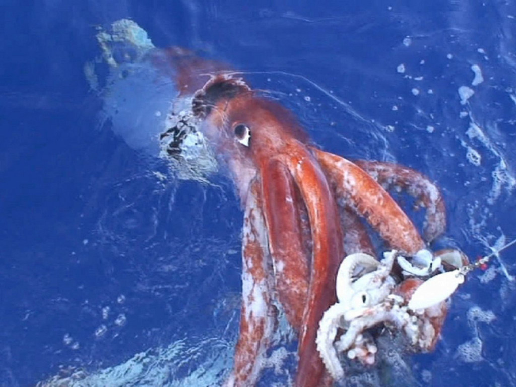 Ученые впервые расшифровали геном гигантского кальмара