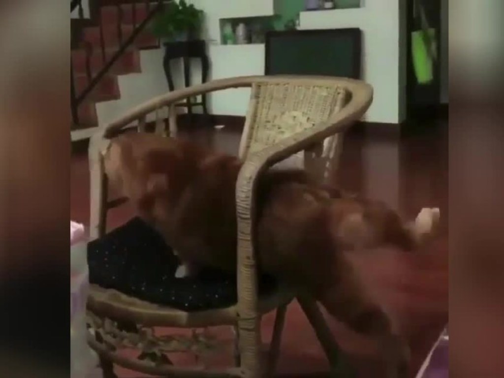 Милый кот попытался залезть на кресло, но не смог, и стал звездой Сети (ФОТО, ВИДЕО)