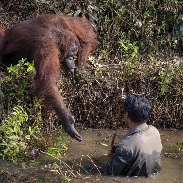 Подал руку: Орангутанг хотел помочь мужчине выбраться из реки. ФОТО