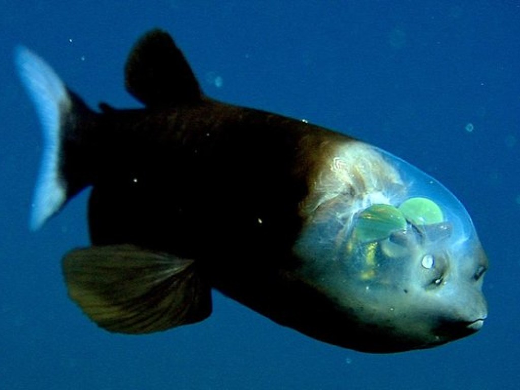 На глубине 800 метров в Тихом океане нашли рыбу с прозрачной головой (ФОТО)