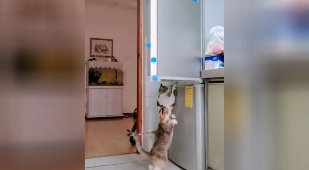 Коты мастерски вскрыли холодильник и украли курицу. ВИДЕО