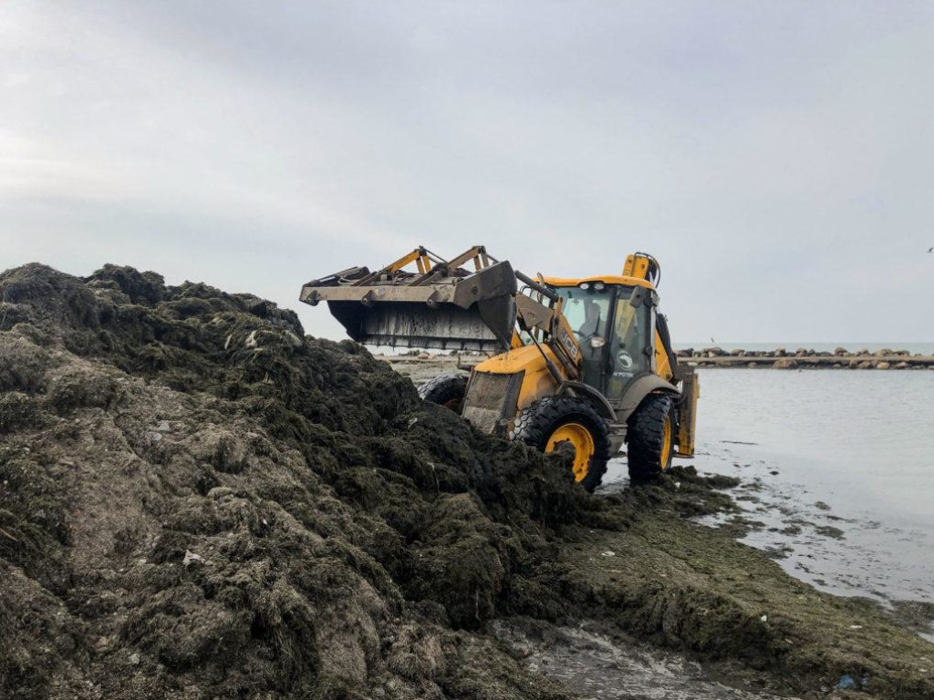 В Бердянске берег усеяли тонны зеленых водорослей (ФОТО)