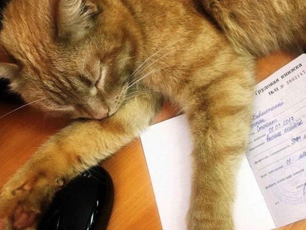 Кота оформили на должность библиотечного менеджера: кормят хорошо, завели трудовую книжку (ФОТО)