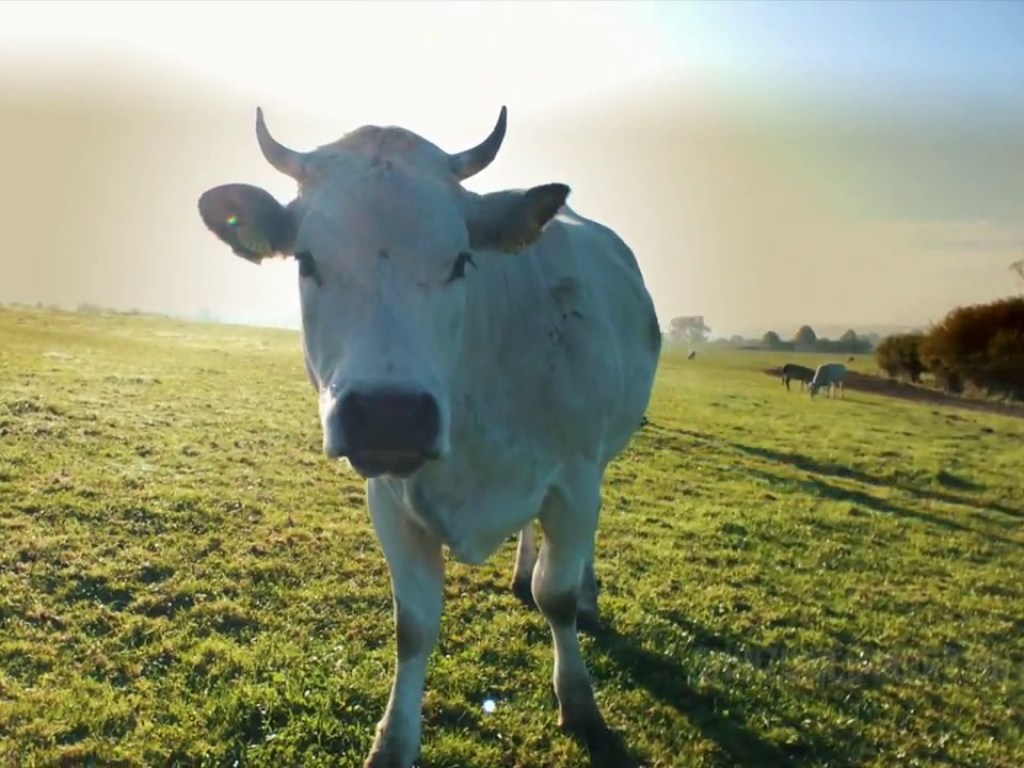 В Голландии корова сбежала с фермы к оленям: что произошло (ВИДЕО)