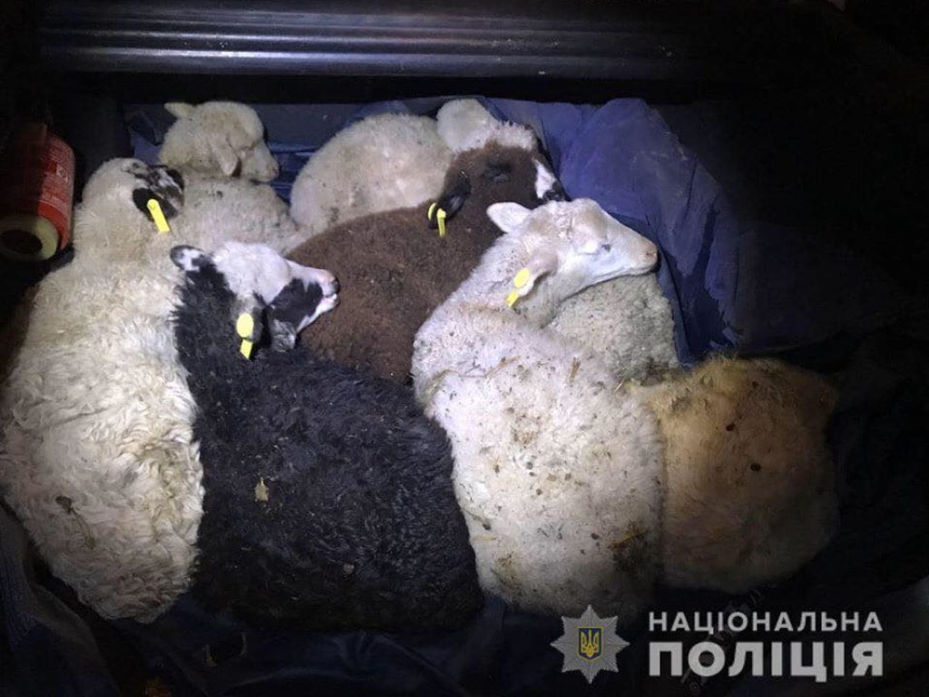С фермы под Киевом украли 20 овец (ФОТО)