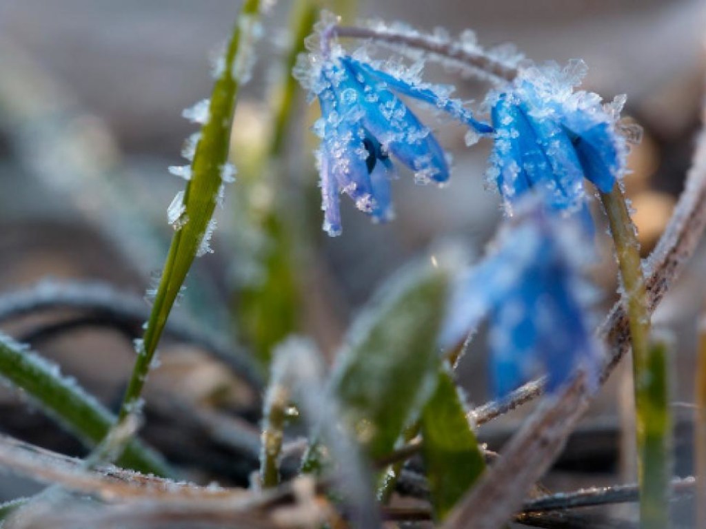 Зима пришла весной: «Укргидрометцентр» прогнозирует похолодание до -6 градусов