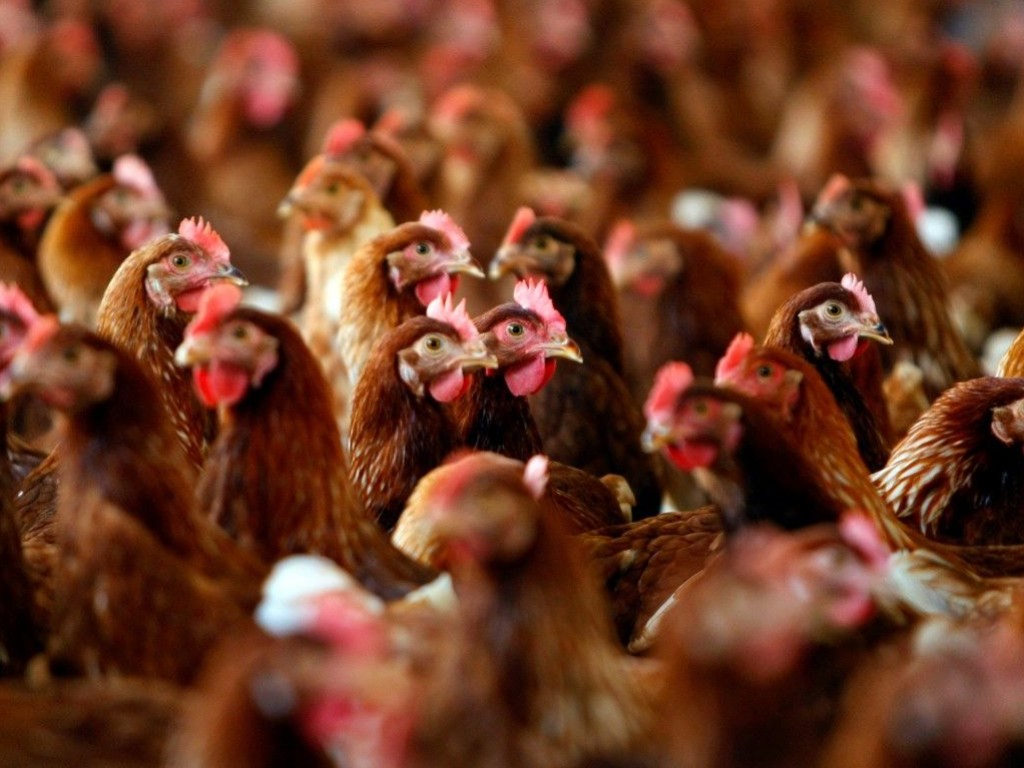 Несколько стран сняли ограничения на ввоз украинской курятины