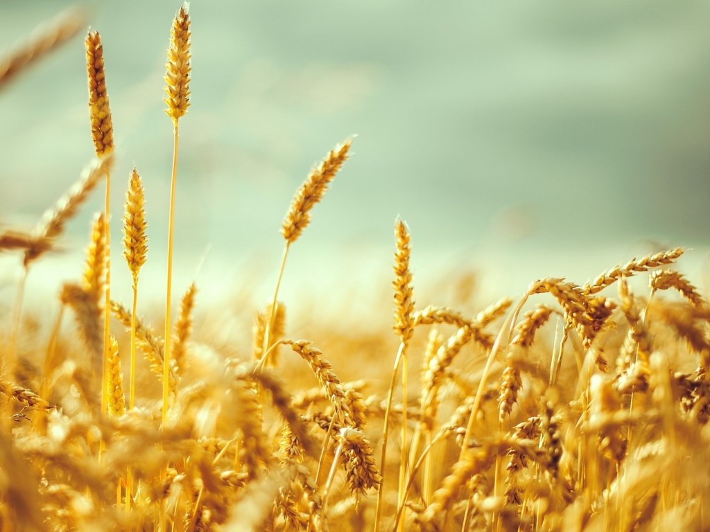 Заявления о дефиците пшеницы и необоснованном росте цен это попытка нагнетать панику &#8211; аграрий (ИНФОГРАФИКА)