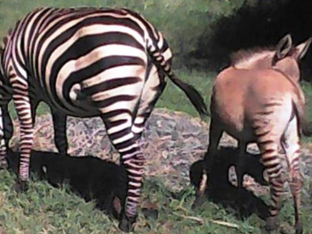 «Зонки»: в зоопарке Кении показали детеныша-гибрида зебры и осла (ФОТО, ВИДЕО)